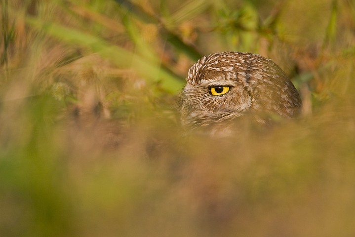 Kaninchenkauz Athene cunicularia Burrowing Owl